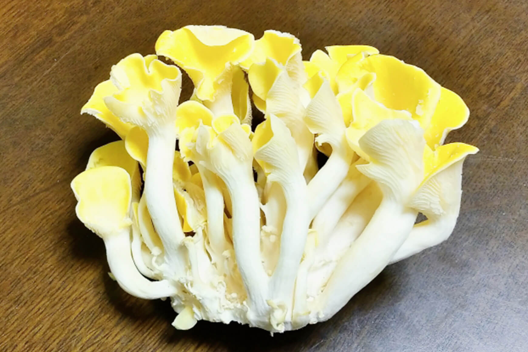 たもぎたけのキノコトリビア