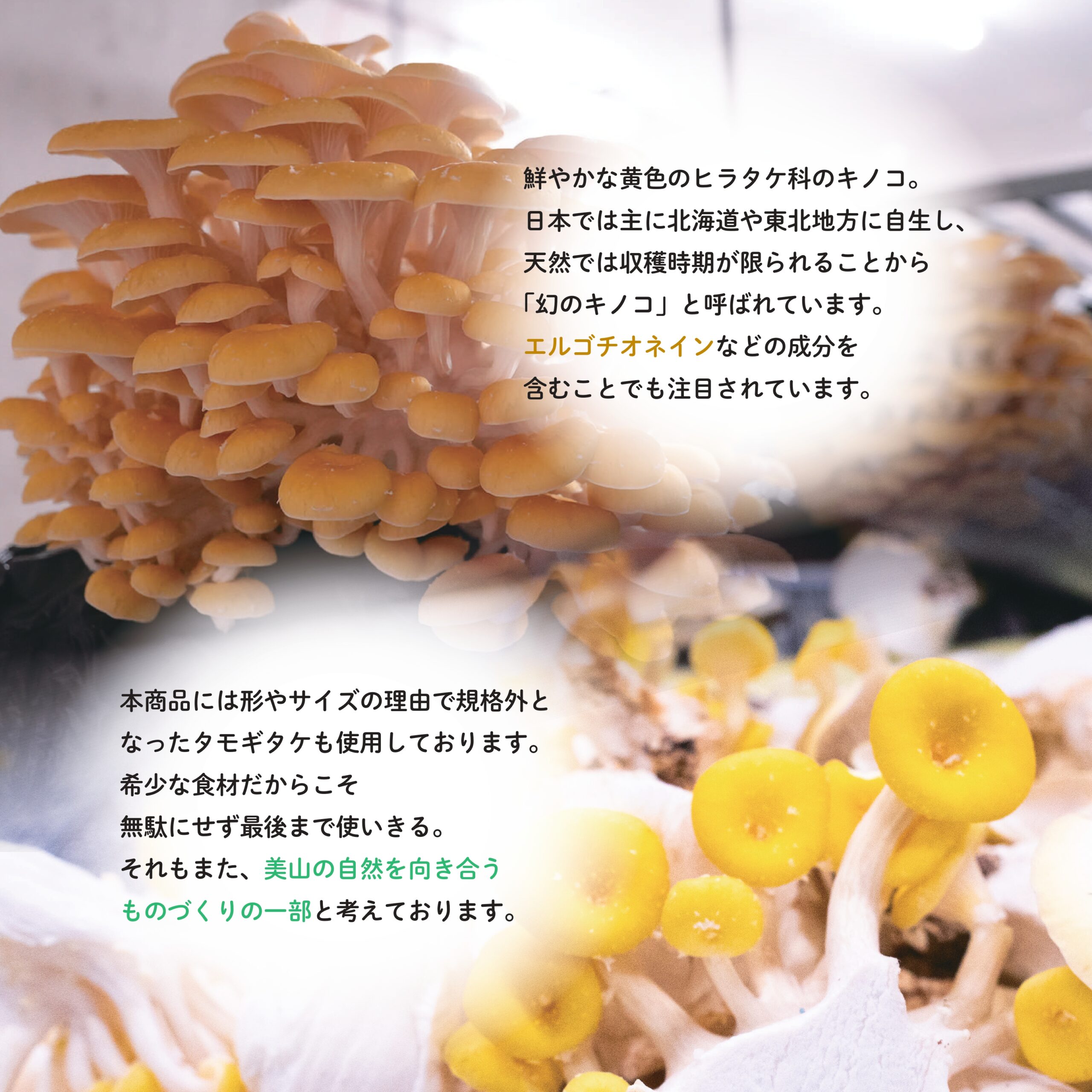 たもぎたけドレッシング - 画像 (4)