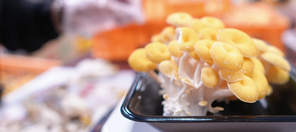 生食